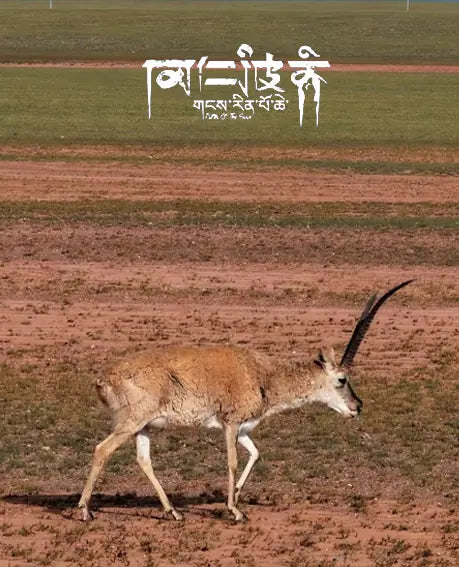 Xizang Turquoise Single Wrap Bracelet|Tranquility · Gilded Blessings