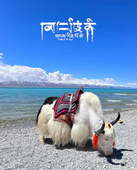 Turquoise Single-Strand Delicate Bracelet|Gold-Plated Accents·Tranquil Companion