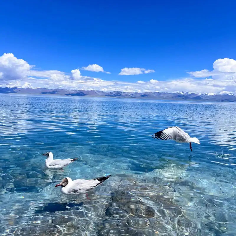 Himalayan Tides|Aquamarine & Clear Quartz Dual-Strand Bracelet