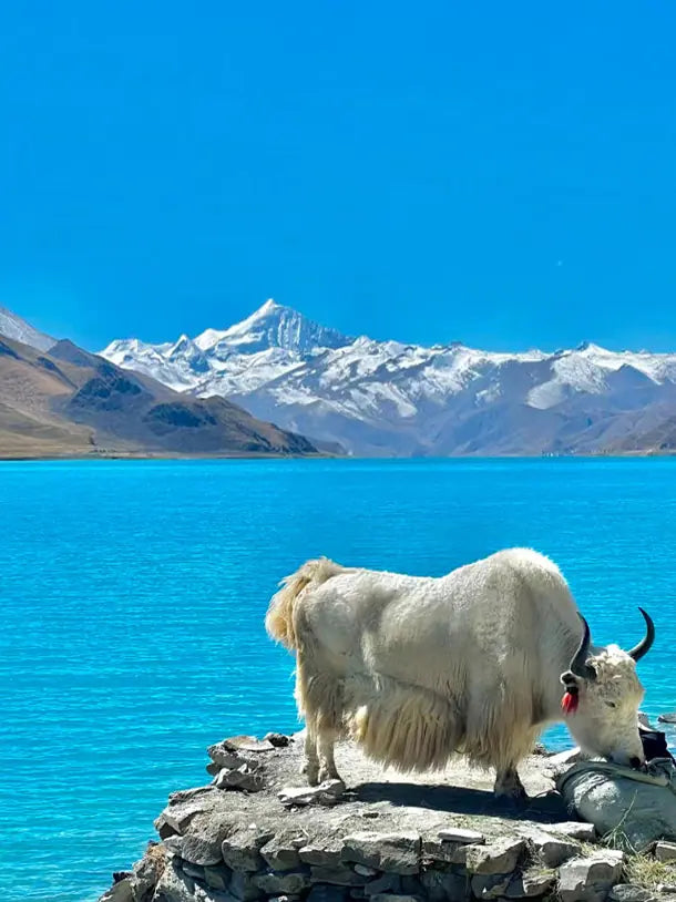 Crystal Clarity Duo|Tibetan Snowscape Bracelet