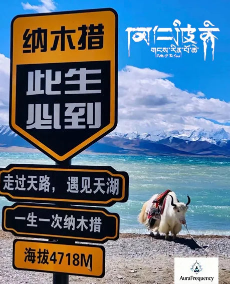 Single-Layer Bracelet｜Amethyst & Citrine · Himalayan Harmony——Your Wrist’s Natural Symphony